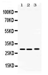 1 - Anti-PSMA3 Picoband Antibody ABO11707