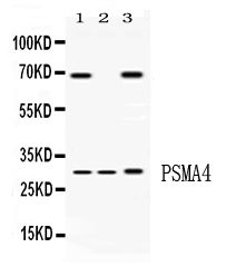 1 - Anti-PSMA4 Picoband Antibody ABO11708