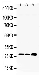 1 - Anti-RPL19 Picoband Antibody ABO11710