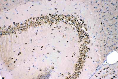 2 - Anti-MPS1 Picoband Antibody ABO11711