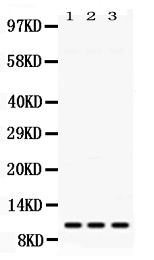 1 - Anti-MPS1 Picoband Antibody ABO11711