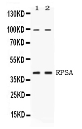 1 - Anti-RPSA Picoband Antibody ABO11712