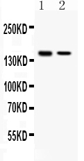 1 - Anti-SAFB Picoband Antibody ABO11713