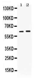 1 - Anti-SCTR Picoband Antibody ABO11714
