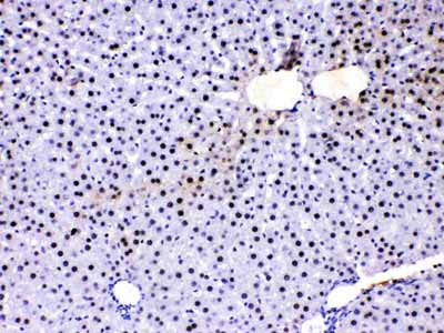 2 - Anti-PC4 Picoband Antibody ABO11716