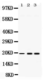 1 - Anti-PC4 Picoband Antibody ABO11716