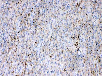 2 - Anti-Synapsin I Picoband Antibody ABO11717