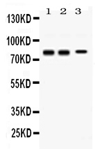 1 - Anti-Synapsin I Picoband Antibody ABO11717