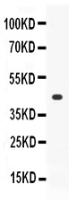 1 - Anti-Thrombopoietin/TPO Picoband Antibody ABO11720
