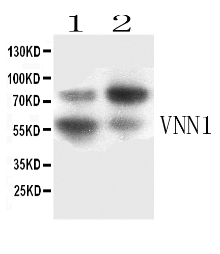 1 - Anti-VNN1 Picoband Antibody ABO11724