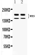 1 - Anti-WRN Picoband Antibody ABO11725