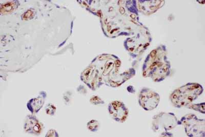 2 - Anti-Adiponectin Picoband Antibody ABO11726