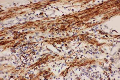 2 - Anti-COX1/Cyclooxygenase 1 Picoband Antibody ABO11727