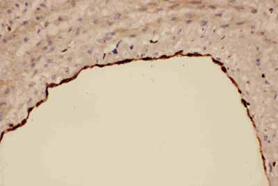 2 - Anti-COX1/Cyclooxygenase 1 Picoband Antibody ABO11727