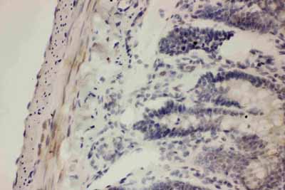 2 - Anti-COX1/Cyclooxygenase 1 Picoband Antibody ABO11727