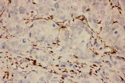 2 - Anti-COX1/Cyclooxygenase 1 Picoband Antibody ABO11727