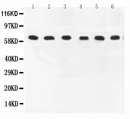 1 - Anti-COX1/Cyclooxygenase 1 Picoband Antibody ABO11727