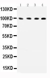 1 - Anti-ICAM-1 Antibody ABO11729