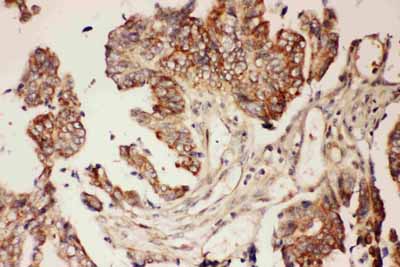 2 - Anti-CNTF Picoband Antibody ABO11737