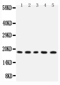 1 - Anti-IL-2 Antibody ABO11738