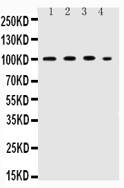 1 - Anti-ICAM-1 Antibody ABO11742