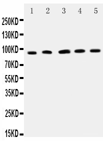1 - Anti-ICAM-1 Antibody ABO11743