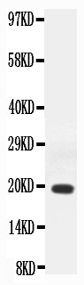 1 - Anti-IFN gamma Antibody ABO11748