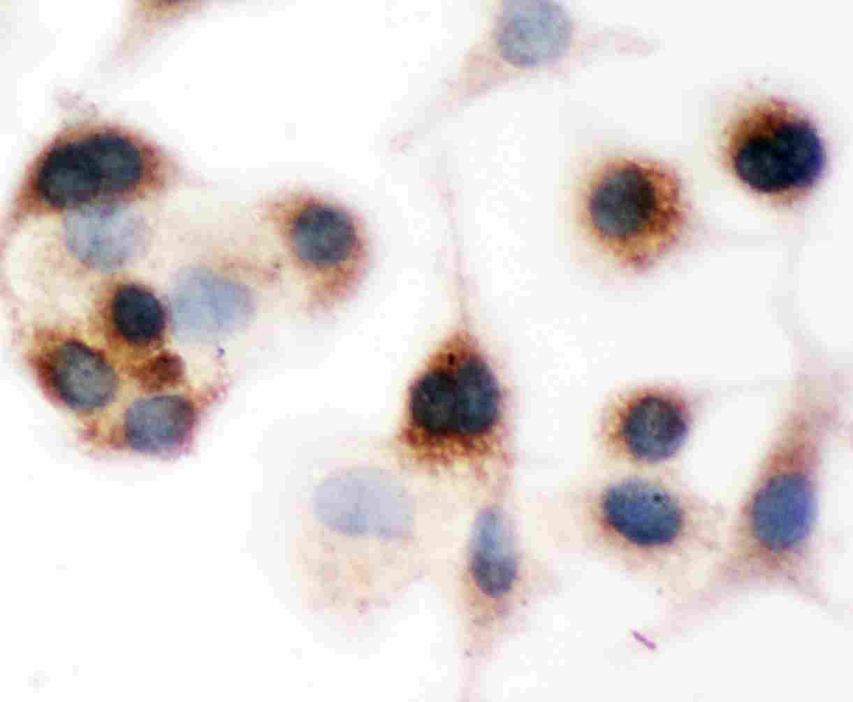 8 - Anti-Bid Picoband Antibody ABO11751