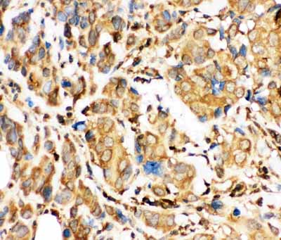 2 - Anti-Bid Picoband Antibody ABO11751