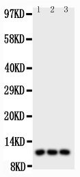 1 - Anti-CCL1 Antibody ABO11752