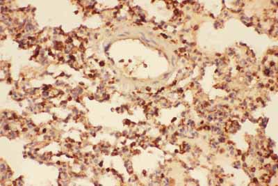 2 - Anti-Cofilin Picoband Antibody ABO11757