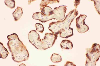 2 - Anti-LIF Picoband Antibody ABO11759