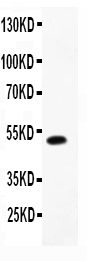 1 - Anti-LIF Picoband Antibody ABO11759