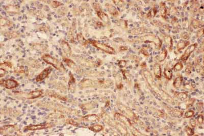 2 - Anti-MMP-7 Antibody ABO11761