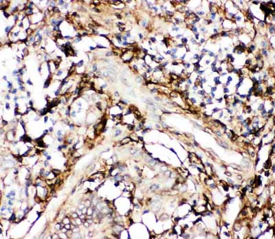 2 - Anti-Annexin V Picoband Antibody ABO11765