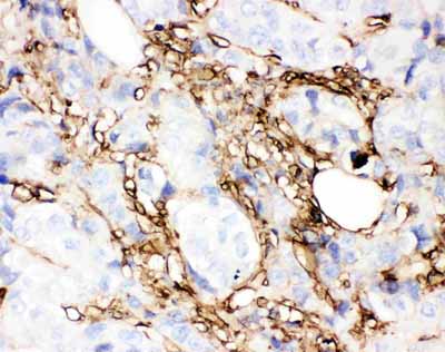2 - Anti-Annexin V Picoband Antibody ABO11765