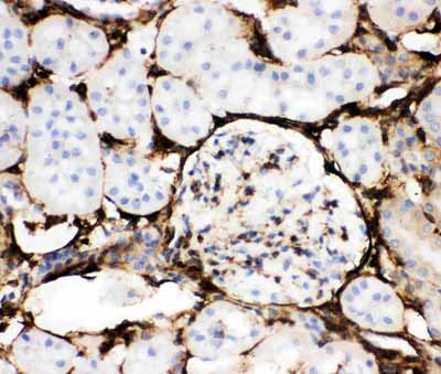 2 - Anti-Annexin V Picoband Antibody ABO11765