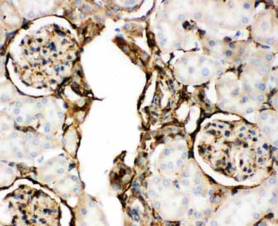 2 - Anti-Annexin V Picoband Antibody ABO11765