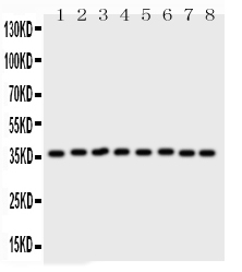1 - Anti-Annexin V Picoband Antibody ABO11765