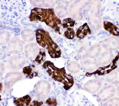 2 - Anti-Calbindin Picoband Antibody ABO11766