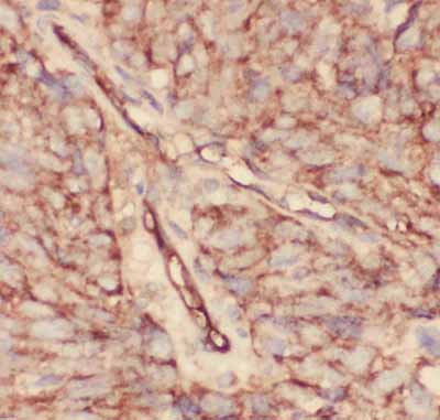 2 - Anti-CD34 Picoband Antibody ABO11773