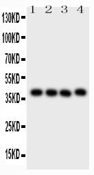1 - Anti-CD34 Picoband Antibody ABO11773