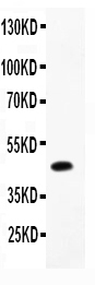 1 - Anti-CMA1 Picoband Antibody ABO11774