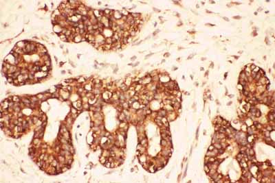 2 - Anti-Src Picoband Antibody ABO11777