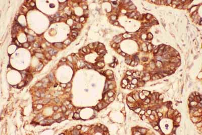 2 - Anti-Src Picoband Antibody ABO11777