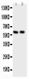 1 - Anti-Src Picoband Antibody ABO11777