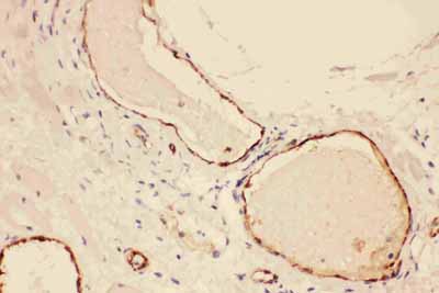 2 - Anti-VWF Picoband Antibody ABO11778
