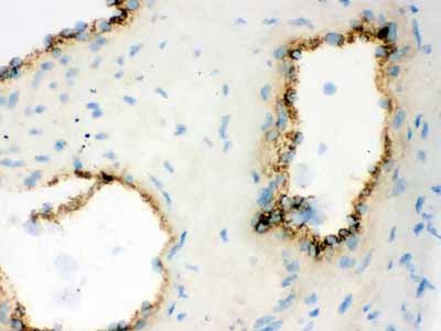 2 - Anti-VWF Picoband Antibody ABO11778