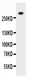 1 - Anti-VWF Picoband Antibody ABO11778