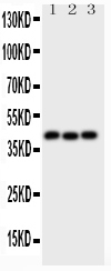 1 - Anti-Wnt5a Picoband Antibody ABO11779